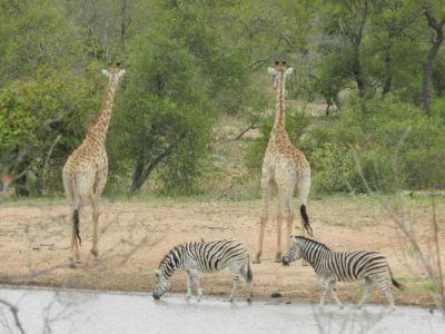 Wild-wings-safaris